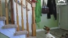 Собачья гимнастика
