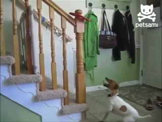 Собачья гимнастика