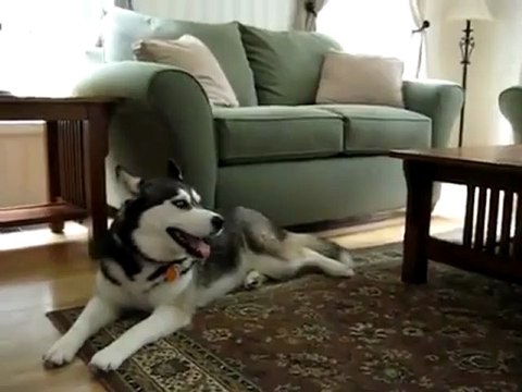 Собака хаски поет песню