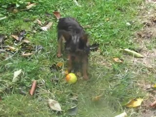 Histoire entre chien et chat