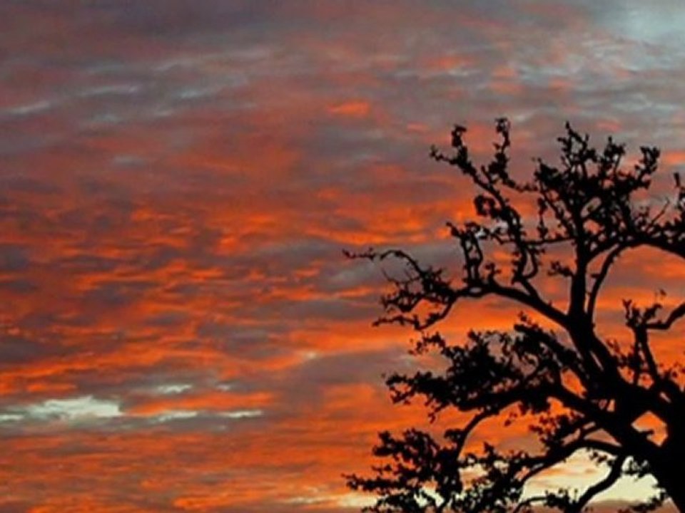 Baha...*Gülü Susuz Seni Aşksız Bırakmam...*