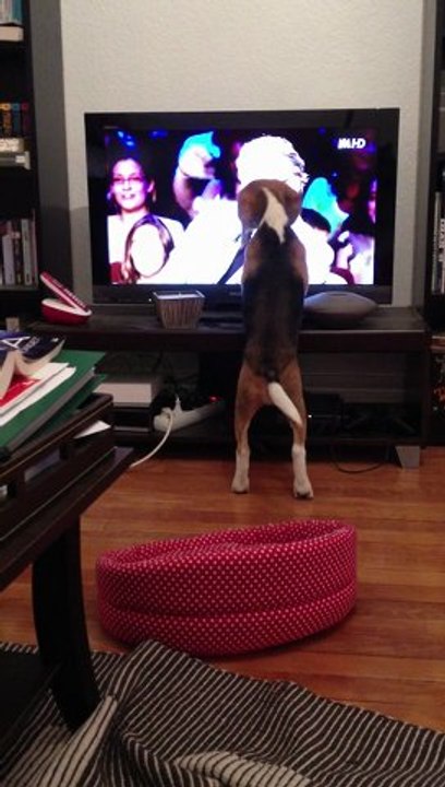 holdup aime les paquerettes à la télé!