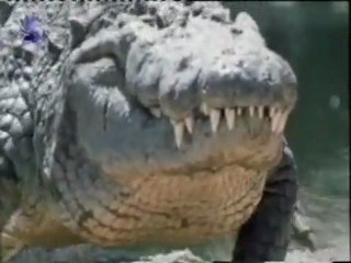 Cocodrilo: Anatomia y fisiologia de un depredador