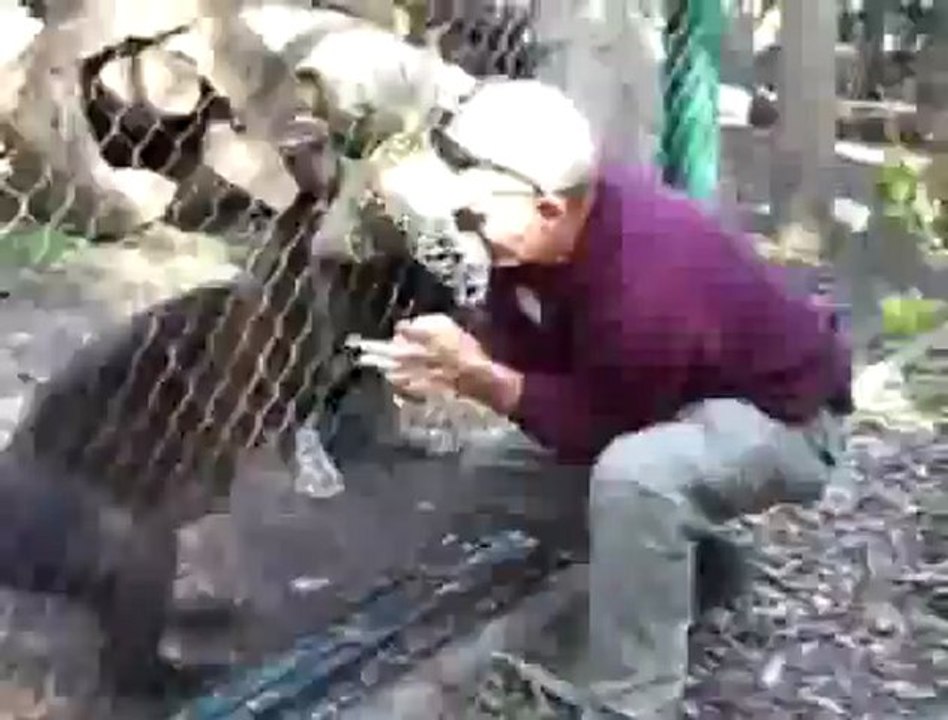 Jaguarla şaka olmaz