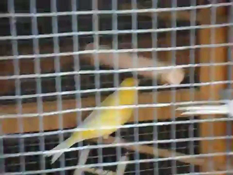 chardo htp 67