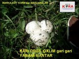 Ardahan Yayla Karakolu Köyü      -   Koralıların Köyü