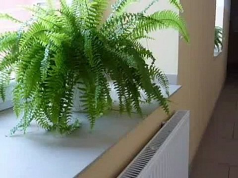 Niepolomice mieszkania sprzedaż - zobacz film video RealDom