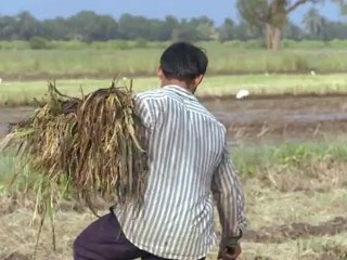 Thai rice mountain casts shadow over world markets