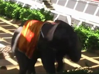 Elephant walking the tight rope,tricks,Thailand