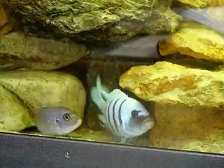 Reproduction cynotilapia sp Hara Gallireya