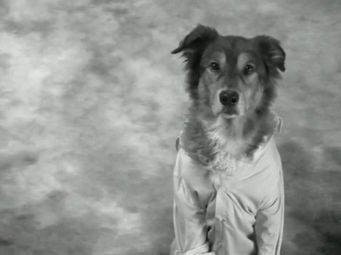 Dog Parody Of Brad Pitt Chanel No. 5 Ad