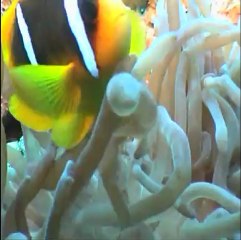 L'anneau de St John's Reef 2006