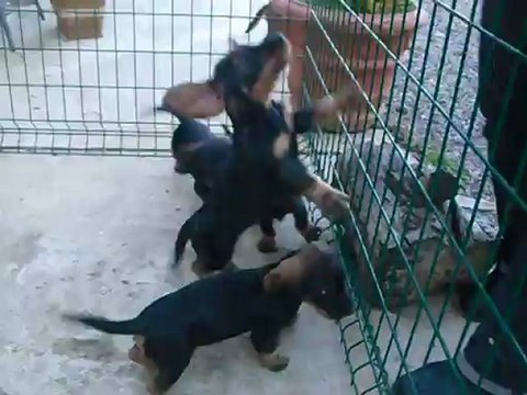 Chiots teckels a 7 semaines