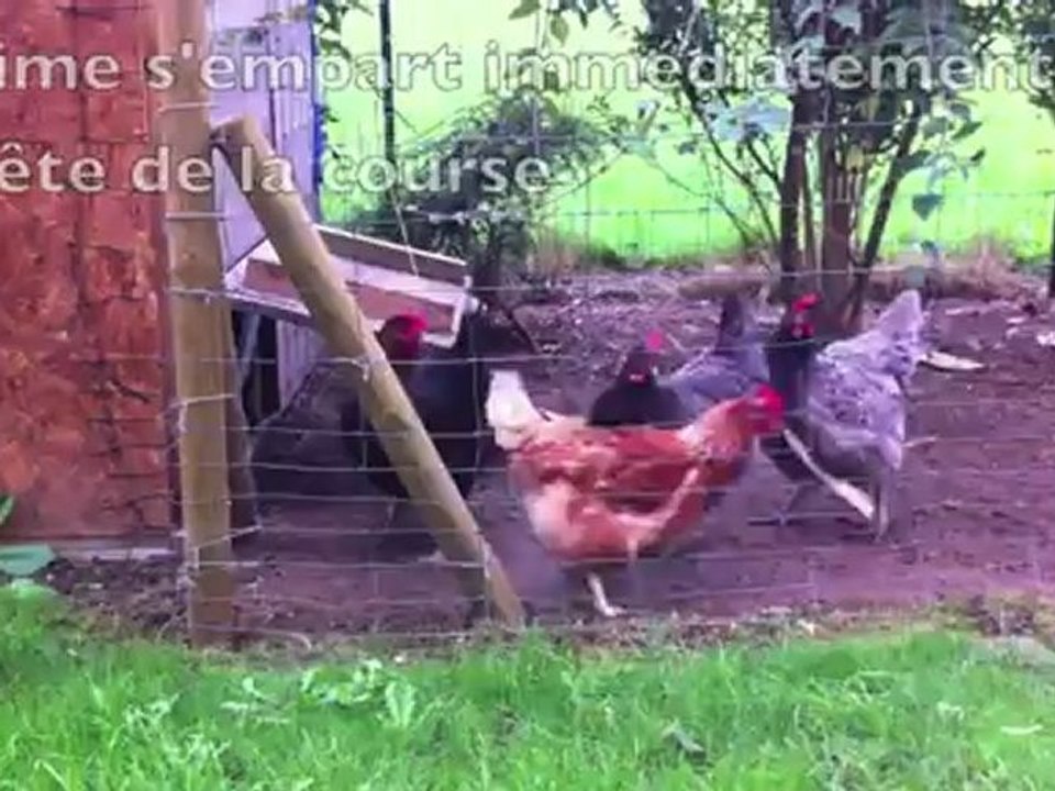 course de poules supercar