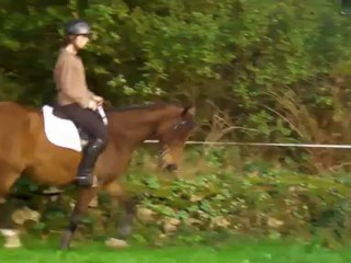 Jument SF 7ans A VENDRE