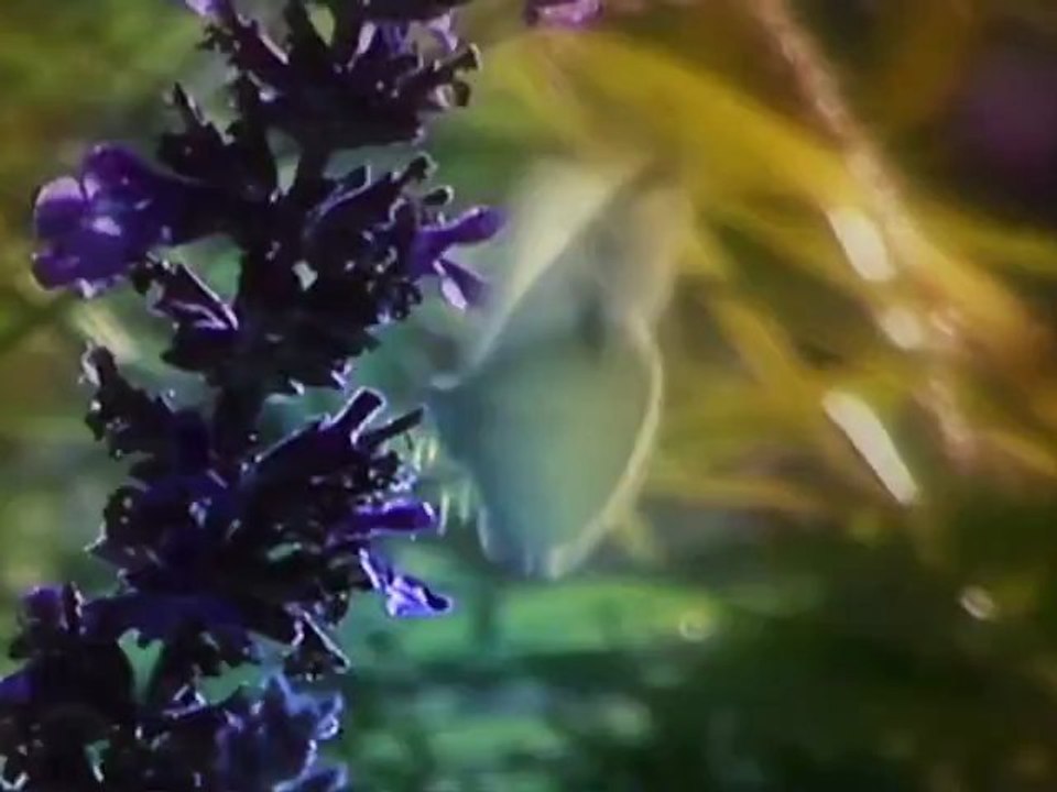 AMON TOBIN BEDTIME STORIES