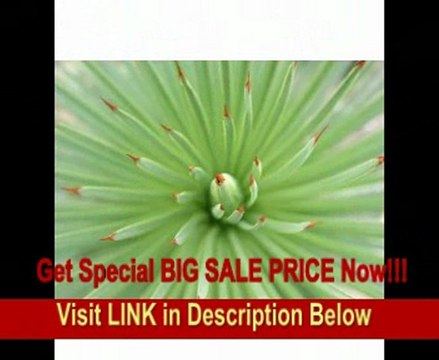 Sigma 20mm f/1.8 EX DF RF Aspherical Wide Angle Lens for Nikon SLR Cameras