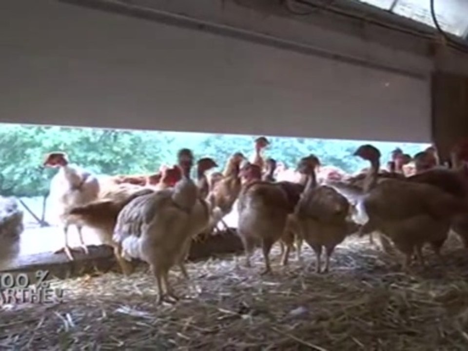 100% Sarthe et les poulets de Loué (Noyen)