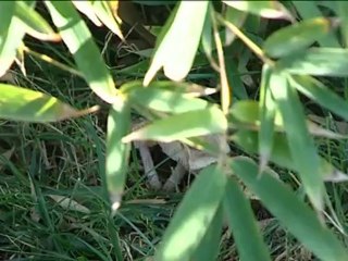 Una peligrosa seta brota en los jardines de Barcelona