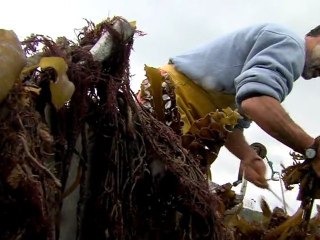 Les algues de Saint-Malo