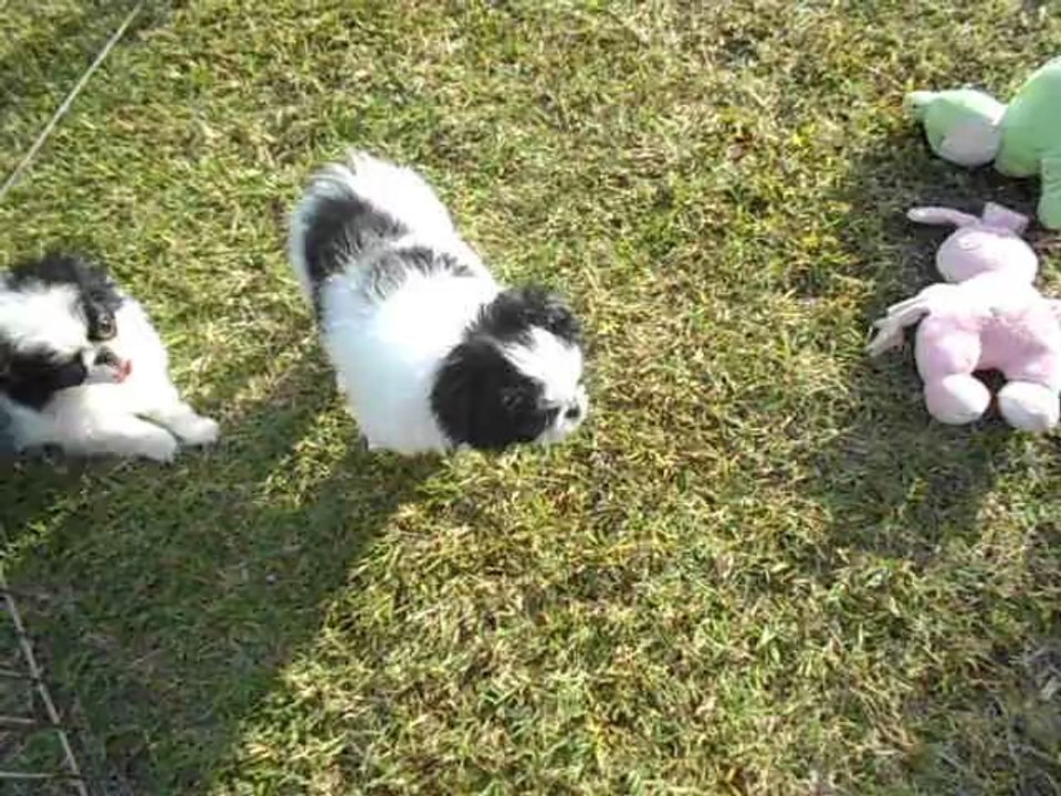 bébés 1er jour à la maison 001