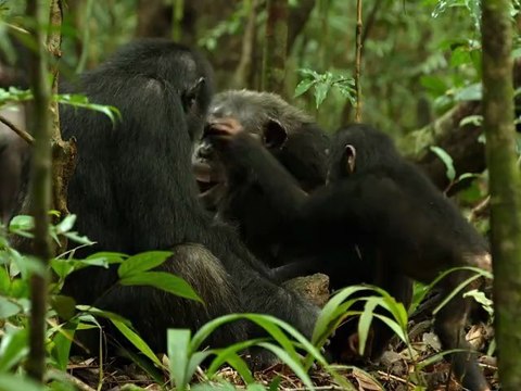 CHIMPANZES - Bande-annonce VF - Au cinéma le 20 Février 2013 au cinéma - Disneynature