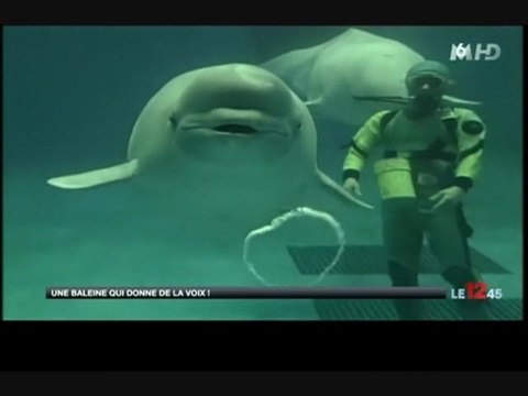 Ce béluga capable d'imiter la voix humaine