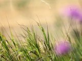 Grass - Free HD stock footage