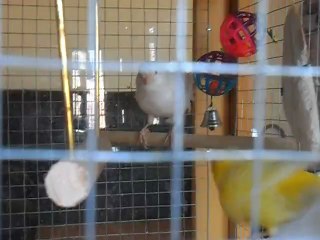 chardo htp 67 mes champion (3)