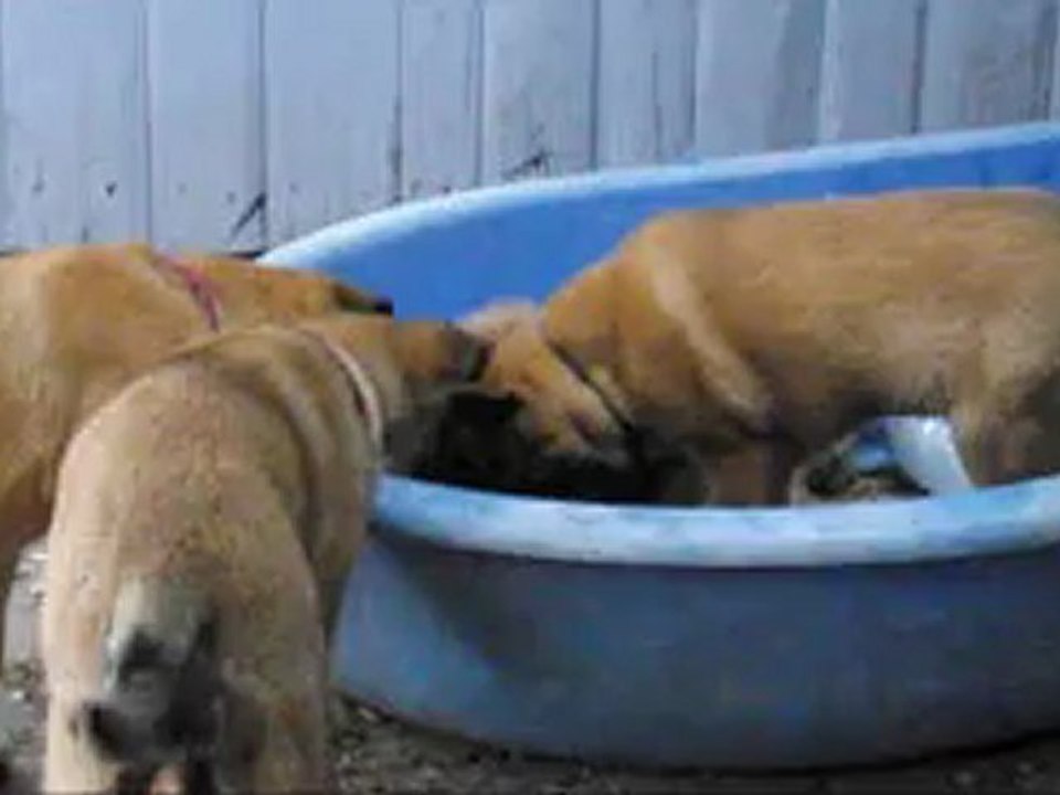 Chiots Dogtra / Dusty 54 jours