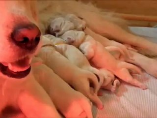 chiots golden retriever de Fancy et Blue-chip