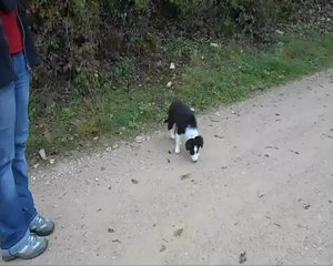 Hestia, mon étoile filante