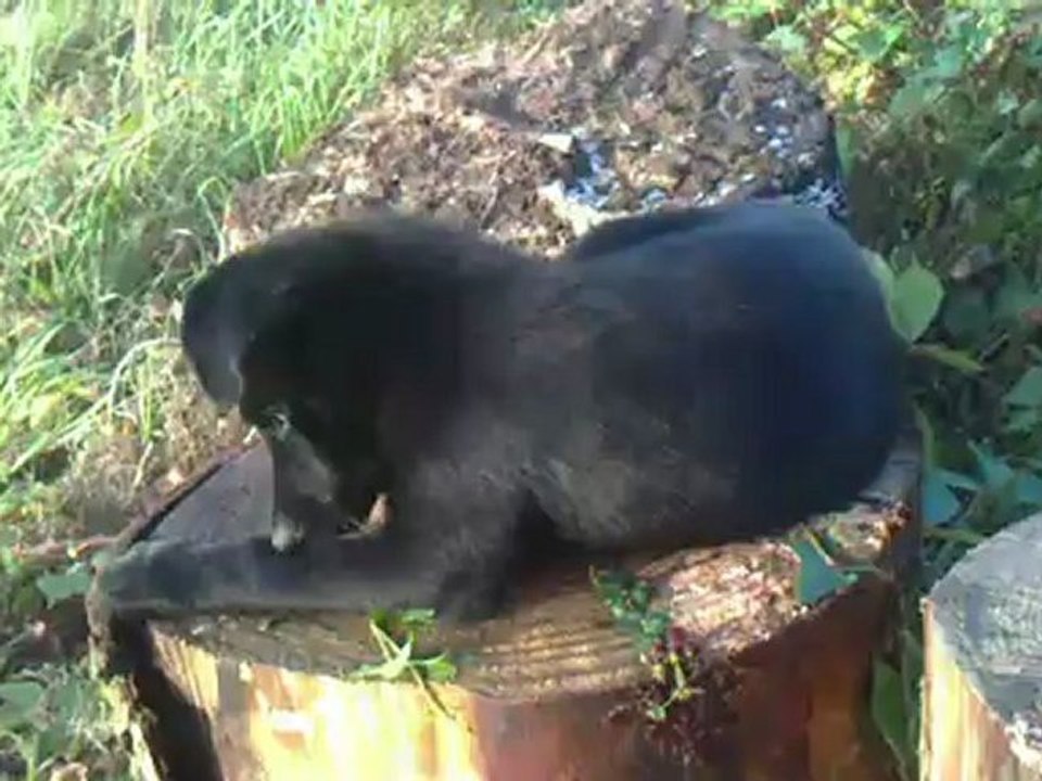 HARLEY dans le jardin
