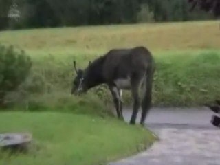 sam 13-10-2012 Visite d'une ânesse dans notre jardin !