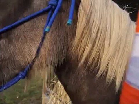 desensibilisation spray bella