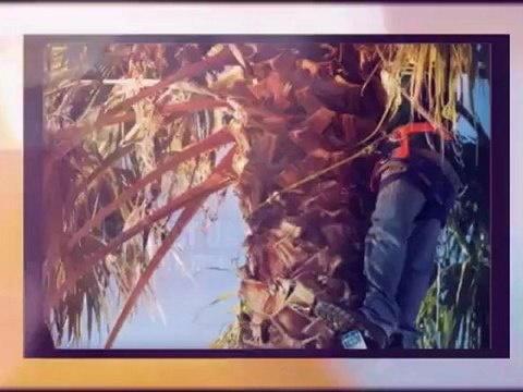 Best Cut Lawn Care - (254) 291-1334