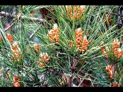 ©REVER PHOTOS&PHOTOS PEINTURE MARTINE ANCIAUX POEME THOMAS ANDRE MUSIQUE PAUL DECOMBLES ©