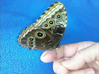 Papillon morpho