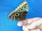 Papillon morpho