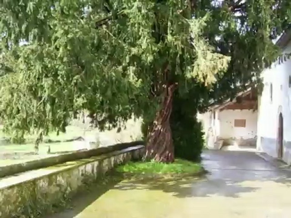 El TEJO de Naraval, concejo de Tineo, Asturias