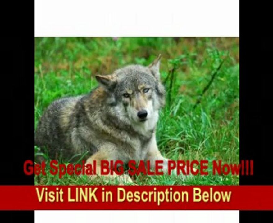 Tamron AF 200-500mm f/5.0-6.3 Di LD SP FEC (IF) Lens for Nikon Digital SLR Cameras