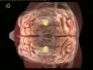 Amigdala: Morir de miedo (Martin Samuels)