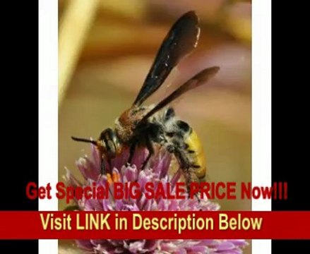 Tamron AF 180mm f/3.5 Di SP A/M FEC LD (IF) 1:1 Macro Lens for Nikon Digital SLR Cameras