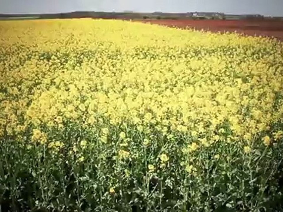 War of the Roses - Behind the Scenes - Odyssey : Episode II