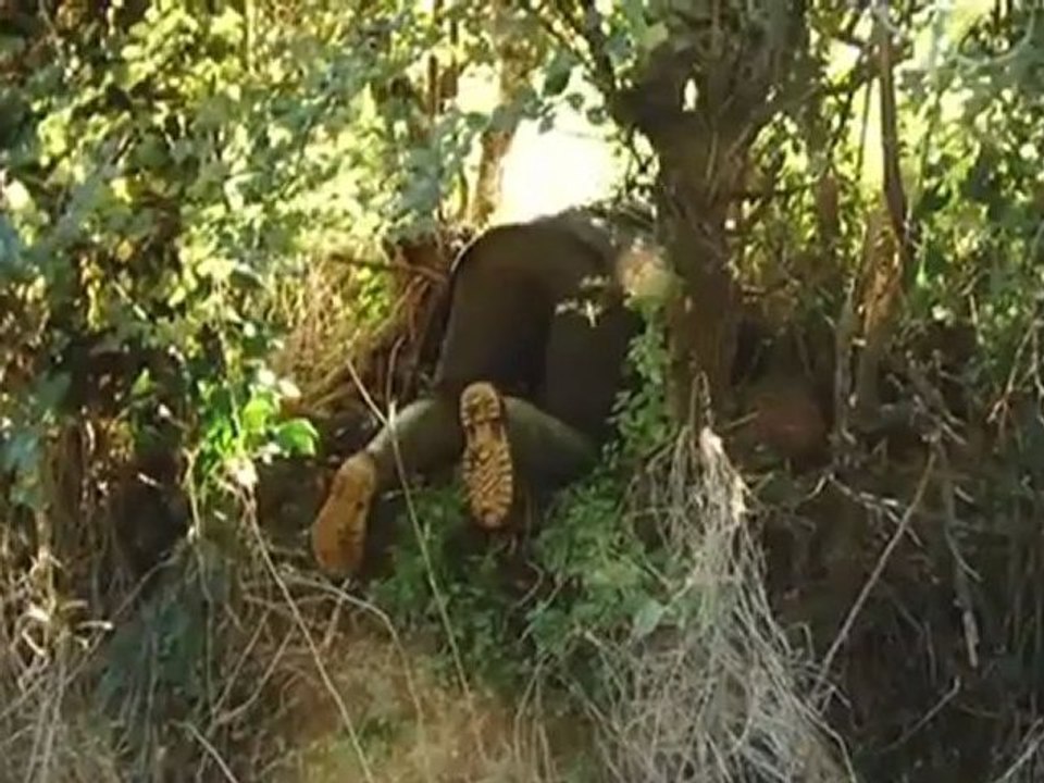 Britain: The Badger Cull | European Journal