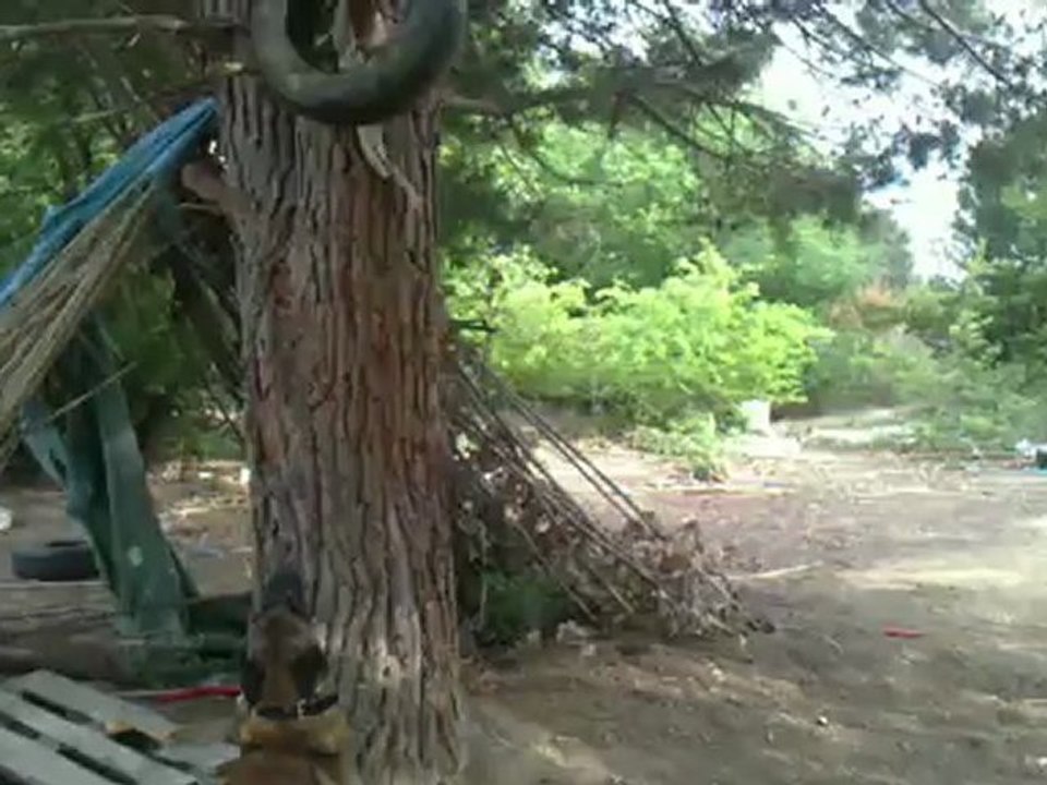 malinois saute pour attraper son pneu