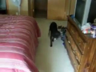 Chien connait la différence entre "walk" et "bath"