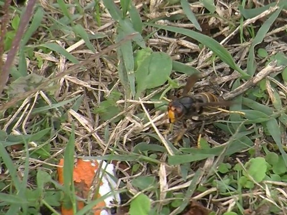 La démarche originale des services techniques pour lutter contre le frelon asiatique