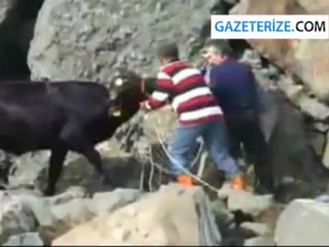 Rize'de kurbanlık boğa denize atladı