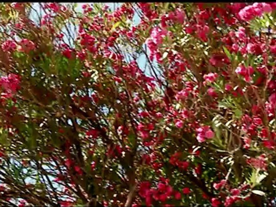 JCI Croatia&Impressionen